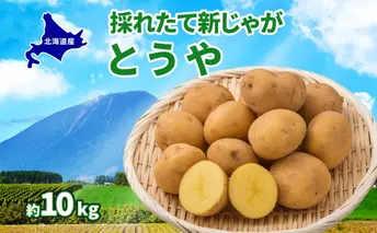 北海道 とうや  L~LM 約10kg 9月下旬より順次出荷 新じゃが じゃがいも ジャガイモ じゃが芋 馬鈴薯 黄爵 芋 いも イモ 旬 野菜 農作物 カレー シチュー肉じゃが 北海道産 丸田農園 送料無料