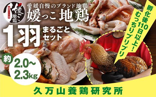 久万高原町産！愛媛ブランド地鶏「媛っこ地鶏」 1羽まるごと！平飼い ｜ モモ ムネ ササミ 内臓 手羽元 手羽先 もも むね 胸 ささみ 鶏肉 鳥肉  久万山養鶏研究所 ※離島への配送不可 | クチコミで探すならふるさと納税ニッポン！