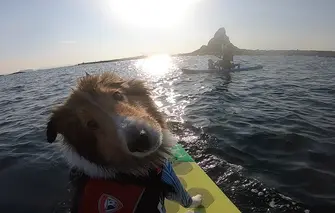 (5)海洋散骨セレモニー券（大切なご家族（ペット）とのお別れセレモニー） 海へ散骨 