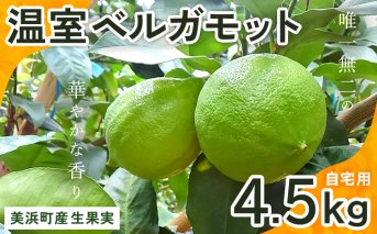 美浜町産温室ベルガモット　生果実『自宅用4.5kg入り』※2024年11月上旬〜2025年2月下旬頃に順次発送