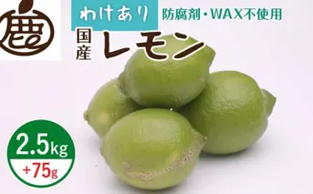 ZH7033_＜9月より発送＞家庭用 黒潮レモン2.5kg+75g（傷み補償分）【和歌山有田産】【防腐剤・WAX不使用、安心の国産レモン】【訳ありレモン】