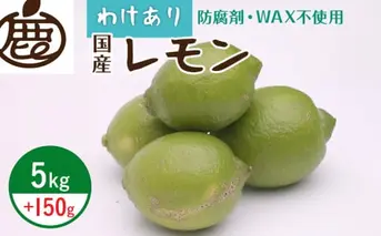 ZH7035_＜9月より発送＞家庭用 黒潮レモン5kg+150g（傷み補償分）【和歌山有田産】【防腐剤・WAX不使用、安心の国産レモン】【訳ありレモン】