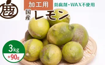 ZH7036_＜9月より発送＞加工用 黒潮レモン3kg+90g（傷み補償分）【和歌山有田産】【防腐剤・WAX不使用、安心の国産レモン】【訳ありレモン】【果汁用】