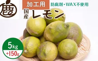 ZH7037_＜9月より発送＞加工用 黒潮レモン5kg+150g（傷み補償分）【和歌山有田産】【防腐剤・WAX不使用、安心の国産レモン】【訳ありレモン】【果汁用】