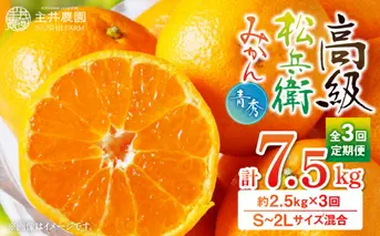 ZS69005_高級松兵衛みかん定期便【3回定期便】