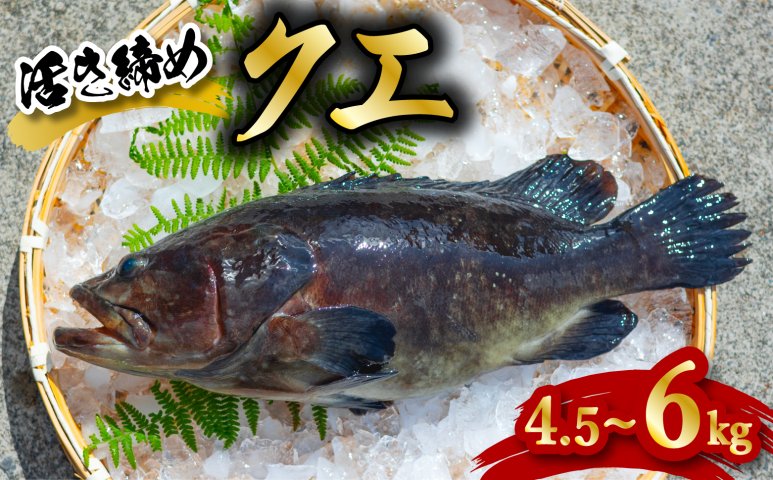 クエ 活き締め 4.5～6kg 本クエ くえ アラ 鮮魚 クエ鍋 高級 高級魚