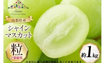 【2025年発送】訳あり 山梨県産 シャインマスカット 粒にてお届け 約1kg [斎庵 山梨県 韮崎市 20742798] 果物 フルーツ 山梨 ぶどう マスカット ブドウ 葡萄 家庭用 規格外 期間限定 季節限定 冷蔵