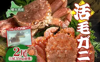 先行受付 北海道 噴火湾産 活毛がに 350g前後×2尾 2026年6月下旬~7月上旬お届け 北海道産 旬 新鮮 毛がに かに カニ 蟹 毛ガニ 毛蟹 カニ味噌 天然 噴火湾 産地直送 お取り寄せ 冷蔵 洞爺湖町