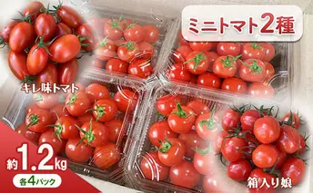 【11月中旬以降順次出荷】ミニトマト（2種）ご自宅用  [ ミニ とまと 高糖度 産地直送 野菜 ]