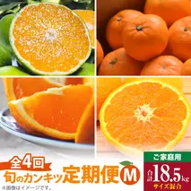 AB61-T10_【定期便4回】 旬 カンキツ 定期便 M 訳あり 家庭用 青切り有田みかん 完熟有田みかん 清見オレンジ カラマンダリン みかん オレンジ 新鮮 甘酸っぱい 甘み 酸味 バランス 濃厚 ノーワックス お取り寄せ お取り寄せフルーツ 和歌山県 湯浅町 送料無料