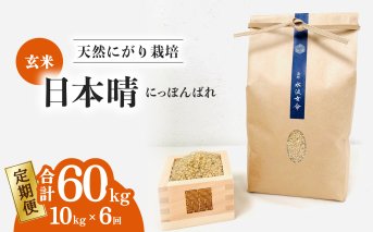 【定期便】 日本晴 玄米 10kg×6回 6ヶ月連続 天然にがり栽培 にっぽんばれ 希少 品種 お寿司 ピラフ チャーハン