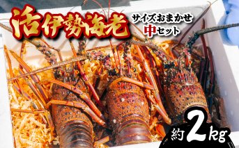 先行予約 伊勢海老 活伊勢海老 約2kg サイズおまかせ 伊勢えび 伊勢エビ いせえび イセエビ 海老 えび エビ 【2025年4月以降発送】