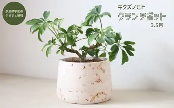 クランチポット3.5号 / おしゃれ 木製 プランター 植木鉢 インテリア 室内 プレゼント 贈答品 キクズノヒト 奈良県 宇陀市 ふるさと納税