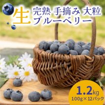 【先行受付予約】知多半島 生ブルーベリー 1.2kg（100g×12パック） 完熟 果物 フルーツ 旬 農園直送 青果物 国産 健康 美容 愛知県 美浜町 ブルーベリーの里みはま 産地直送 ※2026年6月上旬～8月中旬に順次発送予定 送料無料 数量限定 期間限定 ※北海道・沖縄・離島への配送不可