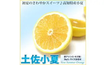 訳あり 土佐小夏 5kg 5キロ サイズお任せ こなつ コナツ 柑橘 かんきつ 柑橘類 フルーツ 果物 くだもの デザート おやつ ジュース ジャム 美味しい 家庭用 ご自宅用 訳アリ