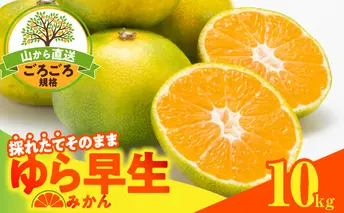 MK1062_ゆら早生 みかん 山から直送 箱込 10kg ( 内容量 9.2kg ) 採れたてそのままごろごろ規格 有田みかん 和歌山県産