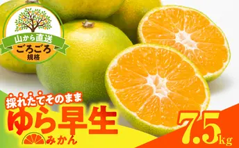 MK1063_ゆら早生 みかん 山から直送 箱込 7.5kg ( 内容量 6.8kg ) 採れたてそのままごろごろ規格 有田みかん 和歌山県産