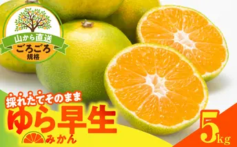MK1064_ゆら早生 みかん 山から直送 箱込 5kg ( 内容量 4.4kg ) 採れたてそのままごろごろ規格 有田みかん 和歌山県産