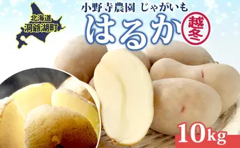 じゃがいも 越冬はるか 10kg 2026年1月中旬~3月下旬ごろお届け しっとり 甘い ロースト じゃがバター 産地直送 お取り寄せ 国産 小野寺農園 北海道 洞爺湖町