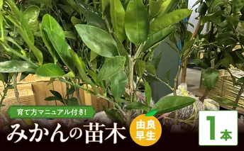 ZE6494_【2026年先行予約】みかん 苗木　【由良早生】 1本