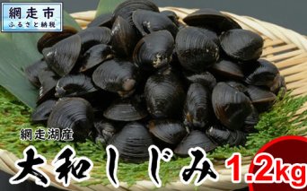 網走湖産 天然大粒 大和しじみ 1.2kg ※着日指定不可  ABX072