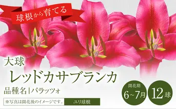 ユリ球根 大球レッドカサブランカ 12球 赤花品種 花 フラワー 園芸 ガーデニング 植物 高品質 送料無料