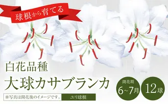 ユリ球根 大球カサブランカ 12球 白花品種 花 フラワー 園芸 ガーデニング 植物 高品質 送料無料