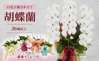 【選べるこだわり豪華ラッピング】赤平長持ち胡蝶蘭白花大輪3本立て (36輪以上) ゴージャスピンク