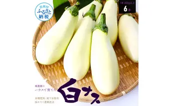KYN003　先行予約 白ナス6本 - なす 茄子 1本180g以上 野菜 新鮮 美味しい グラタン シチュー ラタトゥイユ 洋食 和食 料理 お取り寄せ ふるさとのうぜい 故郷納税 6000円 返礼品 高知県 高知