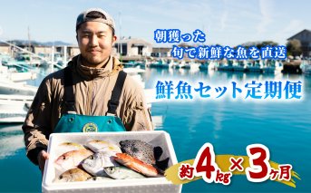 【定期便全３回】産地直送！ 海陽町より旬の魚をお届け！ 鮮魚セット 中セット 約４kg×３ヶ月連続  詰め合わせ