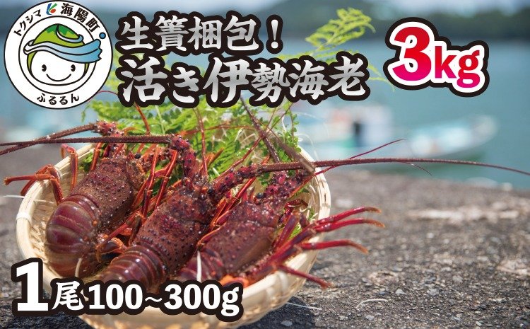 生け簀梱包！活き伊勢海老 総量約3.0kgセット（1尾100g-300g） | クチコミで探すならふるさと納税ニッポン！