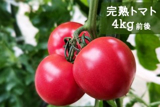 栄養たっぷり トマト農家片野さんちの完熟トマト (4kg前後) [0057]