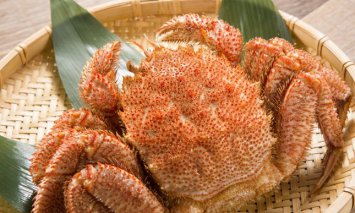 身詰まり抜群！三特茹で毛がに 約500g×1尾 ＜網走産＞◆
