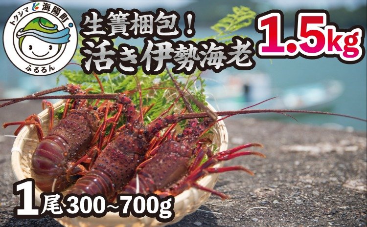 生け簀梱包！活き伊勢海老 総量約1.5kgセット（1尾300g-700g） | クチコミで探すならふるさと納税ニッポン！