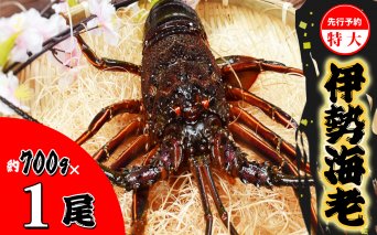 先行予約 伊勢海老 特大 約700g 約700g×1尾 伊勢えび 伊勢エビ いせえび イセエビ 海老 えび エビ 海鮮 海産物 海の幸 おせち 高級 国産 海鮮 ギフト 【配送日指定可／11/1～12/23にお届け】