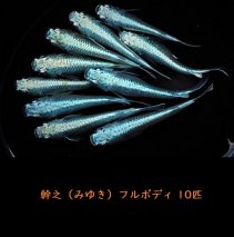 129-4　めだか 幹之フルボディ 10匹