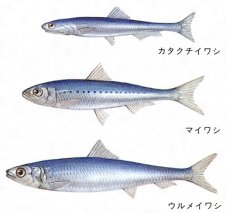 北海道産　しっかり脂の乗ったトロいわしの低温塩熟成　3匹入12パック