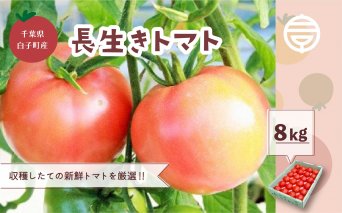 【先行予約】＜2024年10月発送＞千葉県長生トマト8kg ふるさと納税 トマト リコピン サラダ イタリアン 健康 美容 送料無料 SHK004