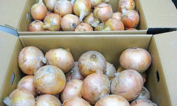 Ｃ-16　丸亀産玉ねぎ　20ｋｇ