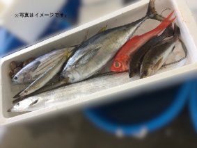 019-2　駿河湾のビックリ箱（デラックス）