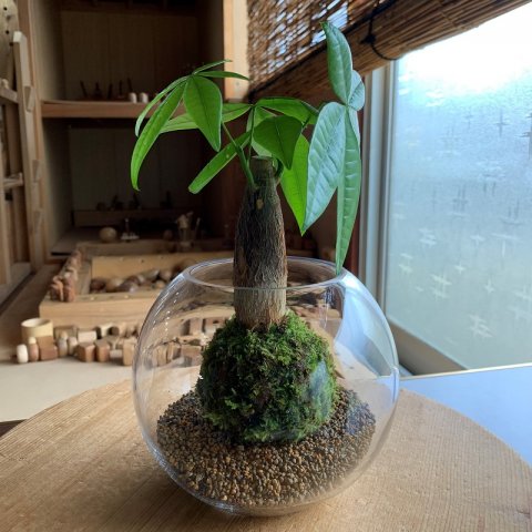 123-4 こけ専門農家直送!!パキラ苔玉 | クチコミで探すならふるさと 