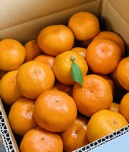 012-6　果樹園直送　美味しさが濃いね！テロワールみかん　10kg （10月～11月発送）