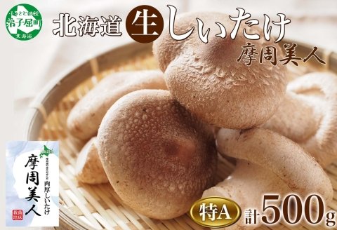 1803. しいたけ 特A 秀品 2パック 計500g 摩周美人 シイタケ 椎茸 生