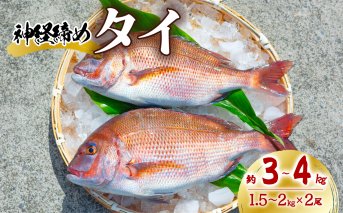 タイ 神経締め 2尾 計約3～4kg 鯛 たい 真鯛 マダイ 鮮魚 産地直送 冷蔵 養殖 国産