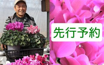 シクラメン7号 予約受付(12月発送) [0200]