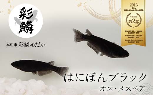 当店作出品種》 彩鱗めだか ＜はにぽんブラック＞ めだか メダカ 飼育 ペット 鑑賞 魚 動物 生き物 関東 F5K-081 |  クチコミで探すならふるさと納税ニッポン！