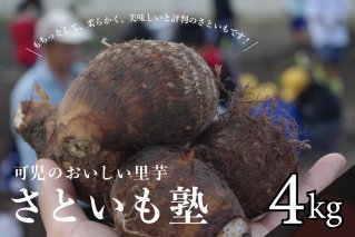 可児のおいしい里芋『さといも塾』 野菜 土垂れ もちっと 柔らか 煮物 煮っころがし 芋煮 食物繊維 ミネラル カリウム 【0011-001】