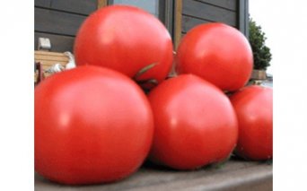 小鈴ファームのオリジナルトマト　約2.8kg◇ ※2023年1月～5月まで順次発送予定