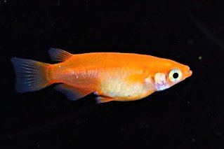 129-5　めだか　紅帝半ダルマ 10匹