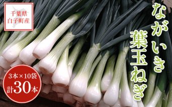 【先行予約・2024年1月20日以降発送】ながいき葉玉ねぎ 3本×10袋 計30本 ふるさと納税 葉たまねぎ はたまねぎ 葉玉ねぎ 玉ねぎ たまねぎ 千葉県 白子町 送料無料 SHT001